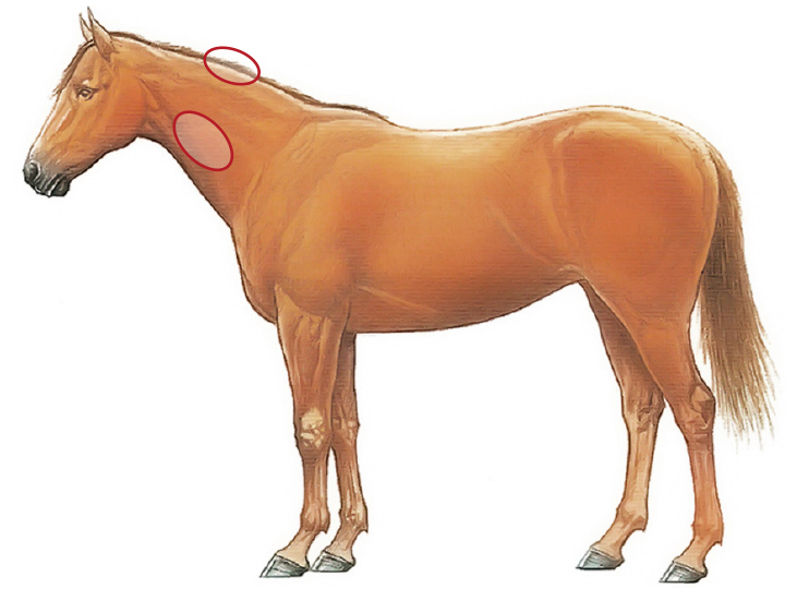 BCS am Hals des Pferdes messen